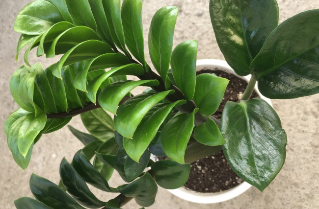 Как правильно поливать замиокулькас, чтобы он стал настоящим украшением дома