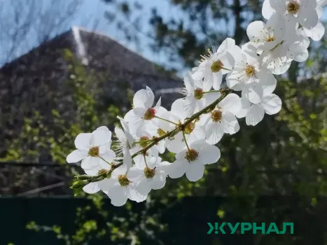 Цветение миндального дерева зафиксировано в Краснодарском крае